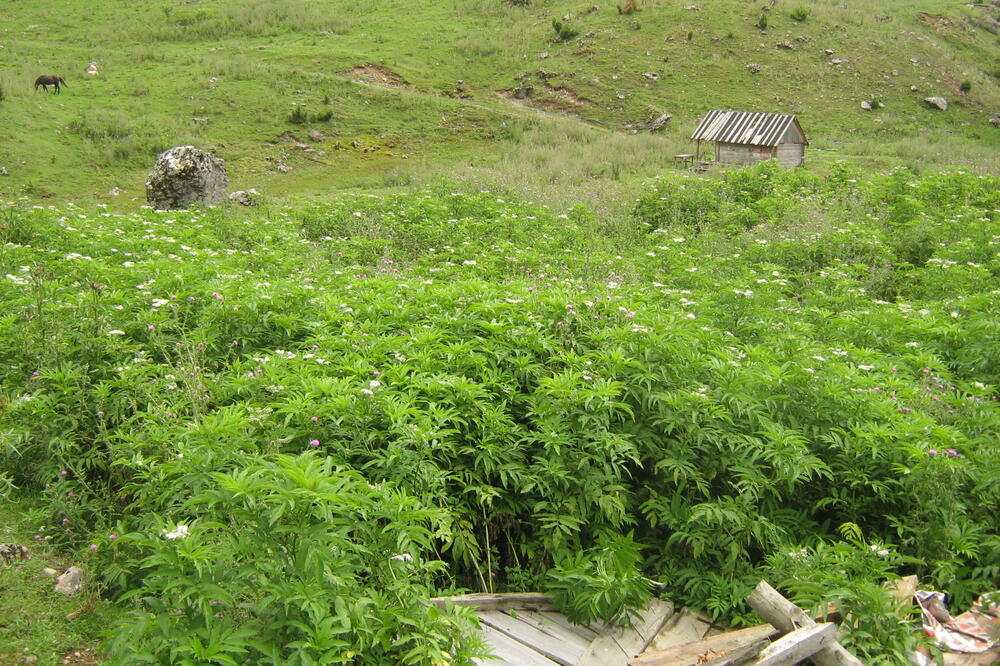 Foto: Privatna arhiva