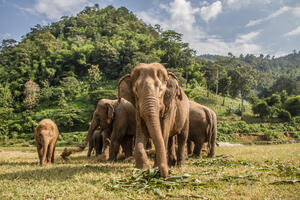 Broj slonova u Keniji udvostručen u posljednjih trideset godina