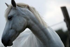 Sakaćenje konja u Francuskoj: Policija uhapsila osumnjičenog u...