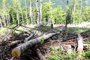 Koncesije uništile crnogorske šume i oštetile budžet
