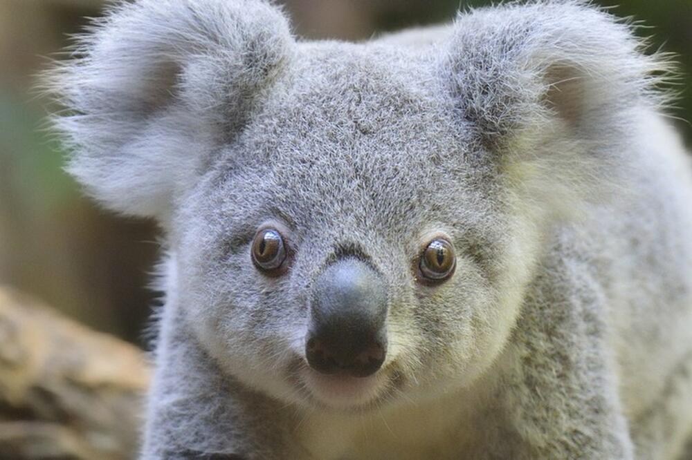Koala, Foto: Getty Images