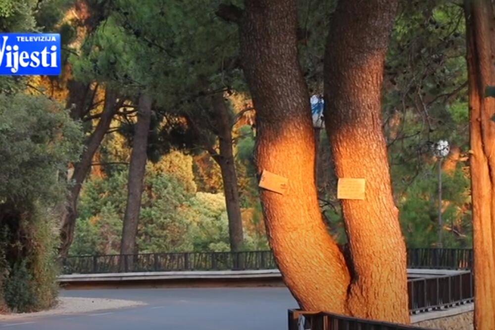 Borovašuma u Ulcinju, Foto: Printscreen