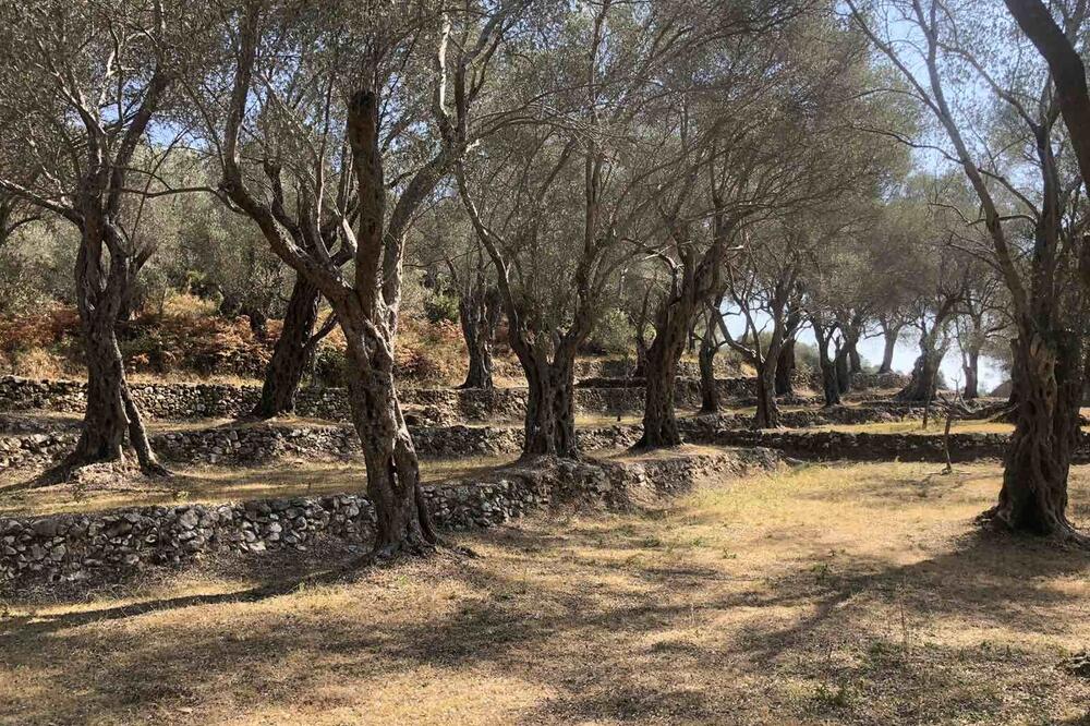 Foto: Privatna arhiva