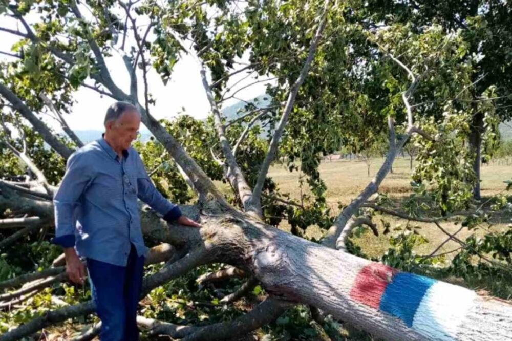 Posječene samo lipe sa iscrtanom trobojkom, Foto: Privatna arhiva