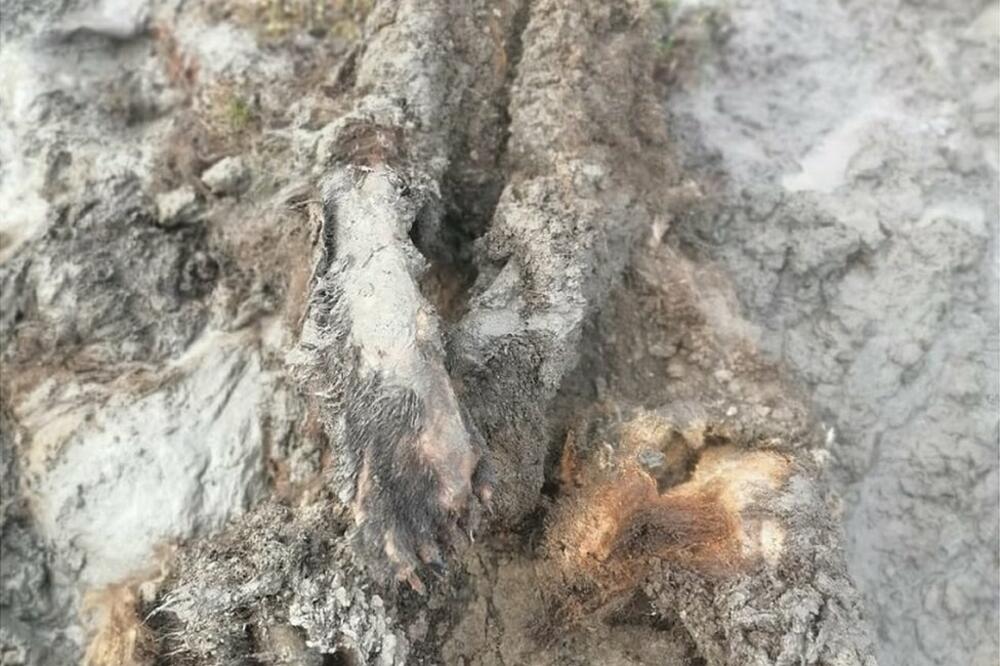 Foto: North-Eastern Federal University