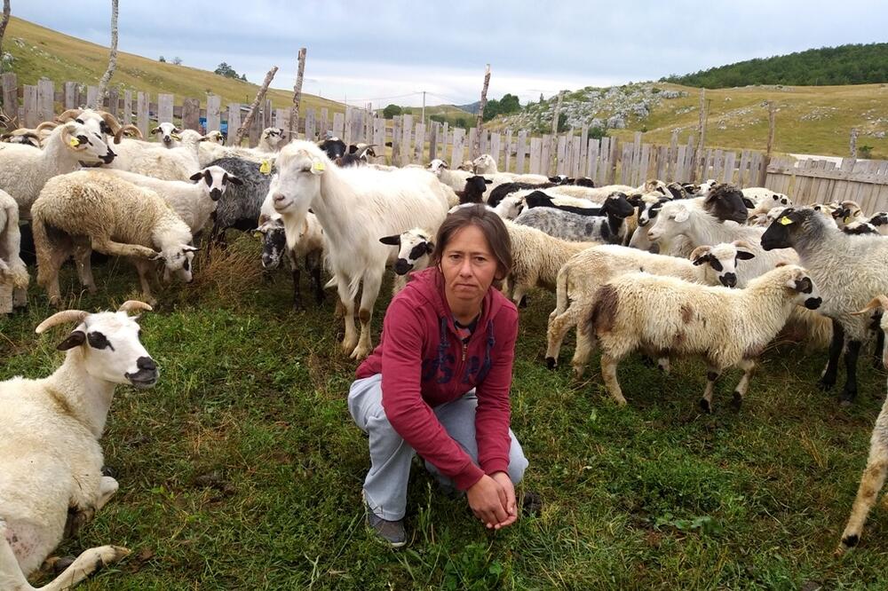 Slavka Adžović sa svojim stadom, Foto: Svetlana Mandić