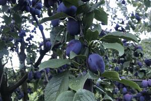Polimska šljivovica će biti brendirana