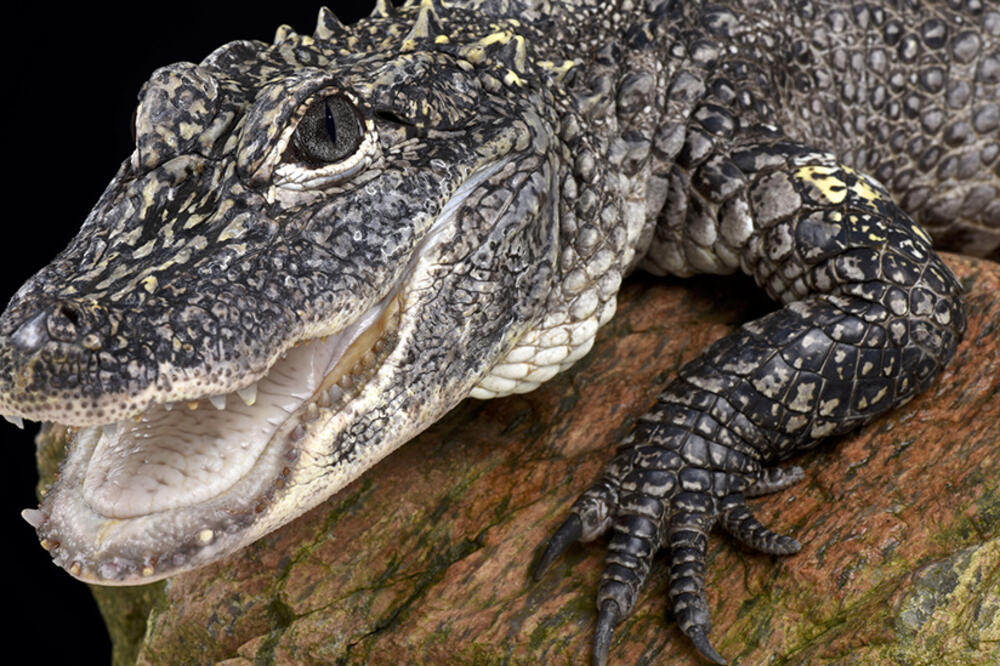 Ilustracija, Foto: Getty Images