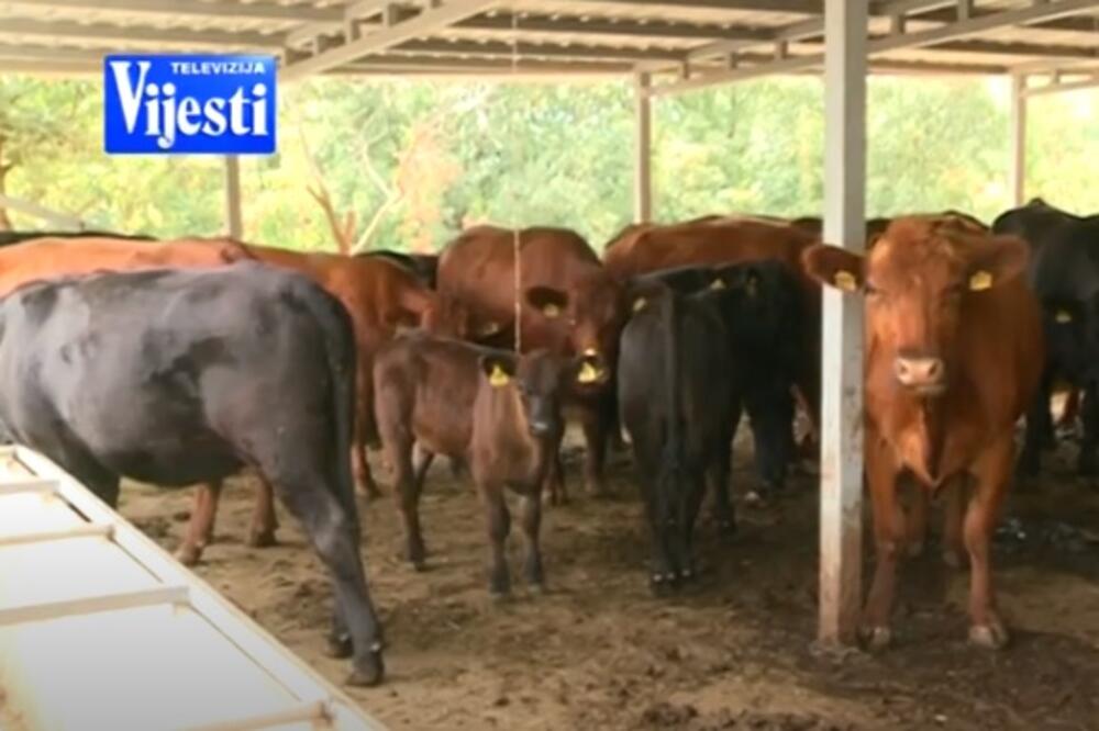 Sa farme u selu Podstrana, Foto: Screenshot/TV Vijesti