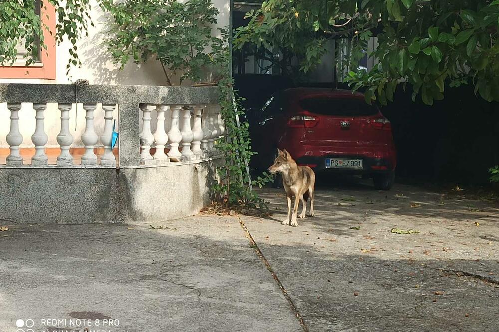 Vuk za kojim se tragalo u subotu završio u dvorištu kuće nedaleko od imanja Novovića, Foto: Privatna arhiva