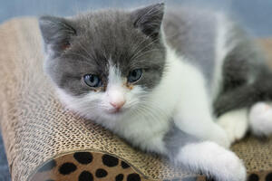 Kineska kompanija klonirala prvu mačku (VIDEO)