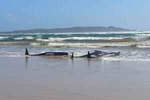 Australija: Skoro 200 mrtvih kitova nasukalo se u Tasmaniji