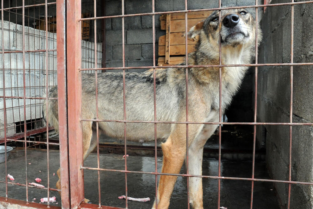 Bez dozvole, Novović vukove drži 35 godina (snimljeno 2009.), Foto: Luka Zeković