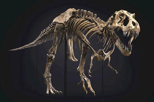 Dinosaurusi i praistorija: Fosil Tiranosaurusa reksa prodat za...