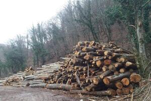 Uprava za šume: Bez dozvole nema izvoza drvnih sortimenata