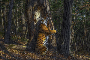 Životinje i priroda: Tigrica koja grli drvo - najbolja fotografija...