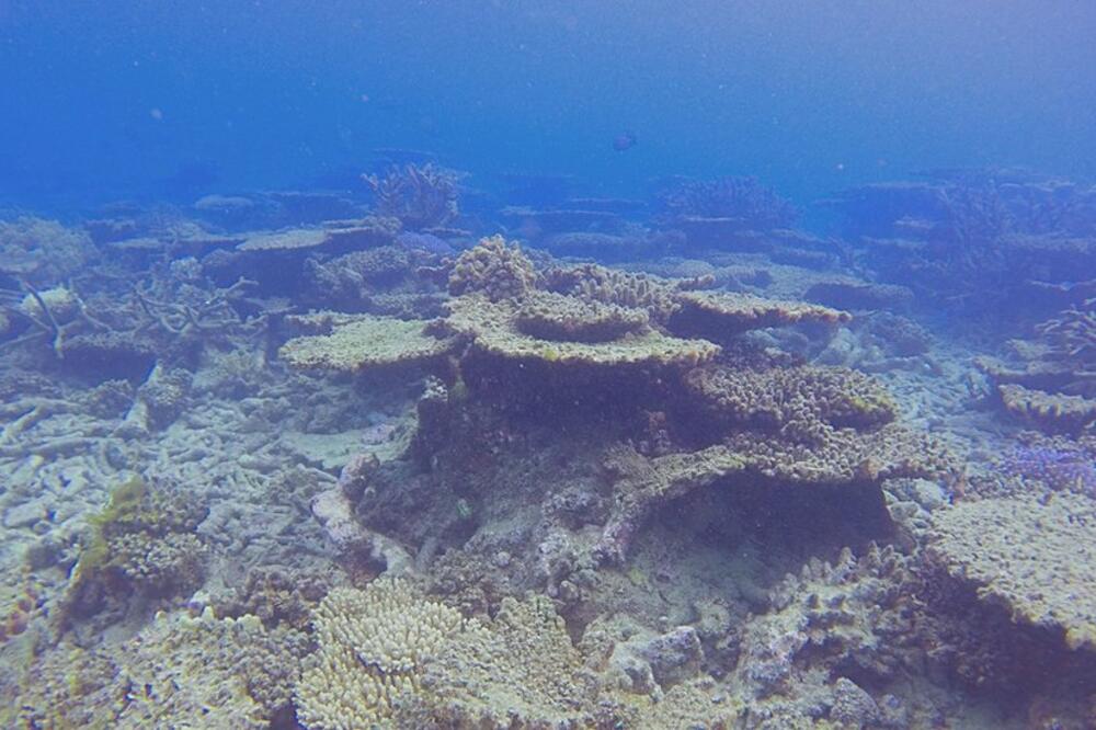 Uginuli ili korali koji su na tom putu polako blede i ostaju bez jarkih boja, Foto: ANDREAS DIETZEL
