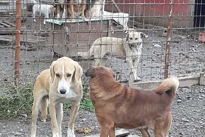 Kolašin: Psi u prihvatilištu ponovo gladni