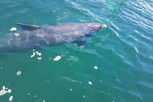Životinje u Irskoj: Nestao delfin, velika zvijezda, cio grad...