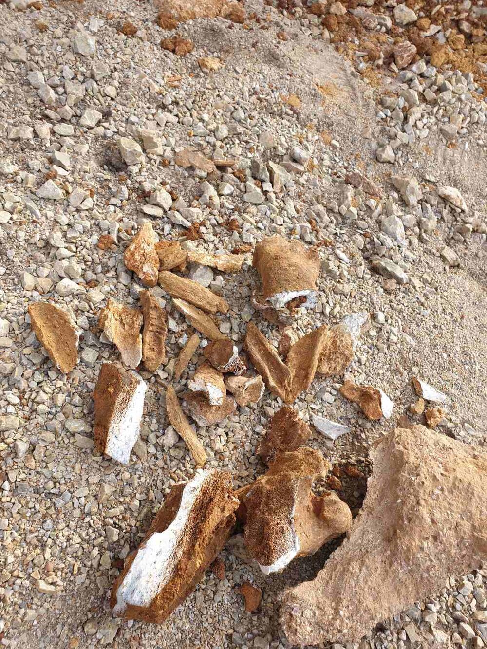  Izlomljeni ostaci kostiju na putu