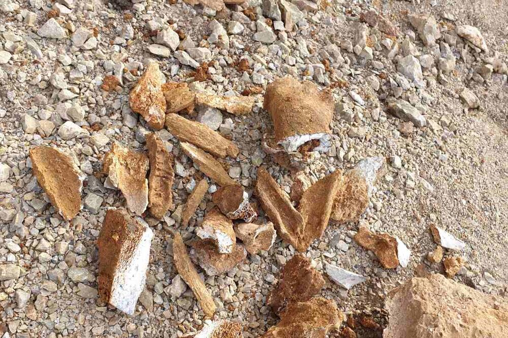 Izlomljeni ostaci kostiju na putu, Foto: NVO Breznica