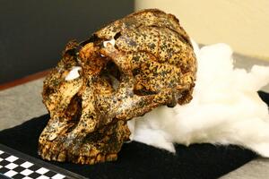 Arheologija: Pronađena lobanja čovjekovog rođaka stara dva miliona...