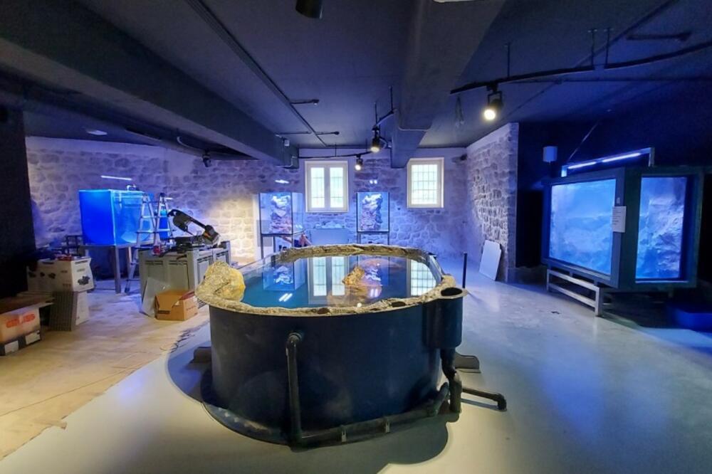 Foto: Institut za biologiju mora Kotor