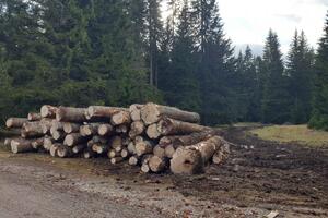 KOR: Zaustaviti poharu šume na Durmitoru, ovo je zločin nad...