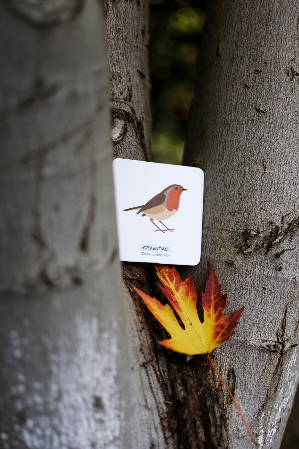  Naš čudesni svijet- Ptice