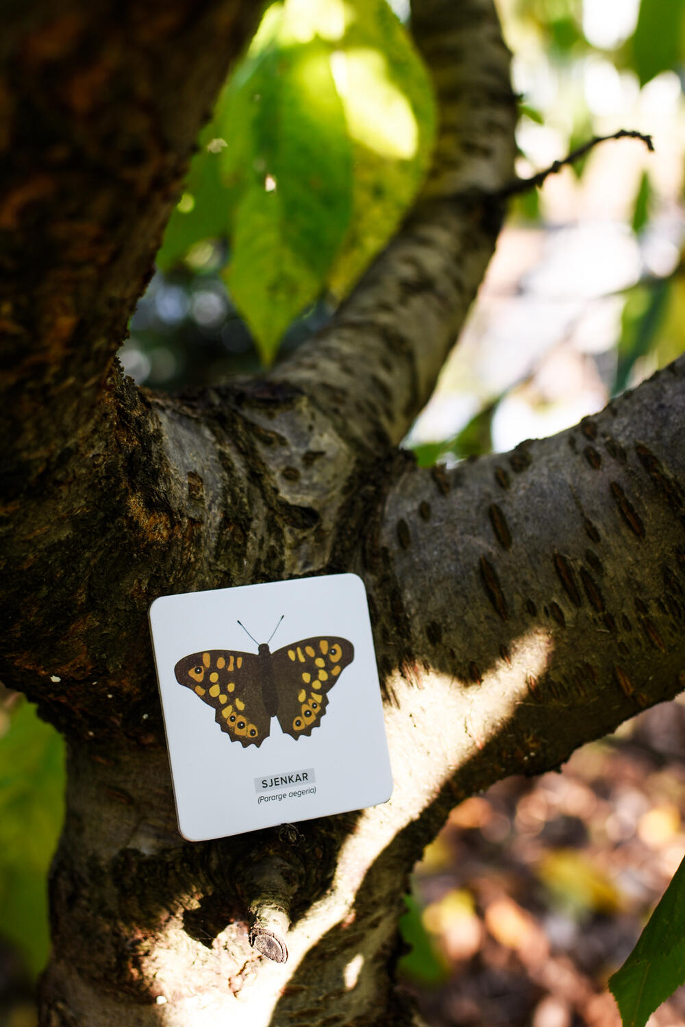  Naš čudesni svijet- Leptiri 