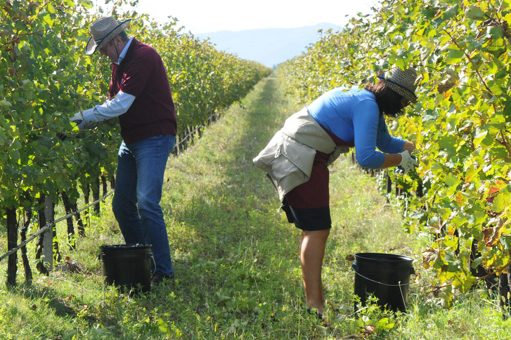 : Sa organizovane mobe - berbe grožđa za poznate ličnosti 2014. godine, Foto: Luka Zeković