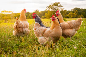 U Danskoj otkriveno žarište ptičjeg gripa, ubijaju 25.000 kokošaka