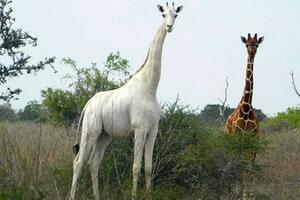 Poslednja živa bijela žirafa biće praćena radi zaštite od...