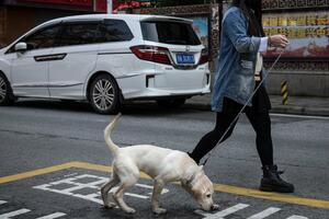 Ako šetate psa u Kini, to ga može koštati života