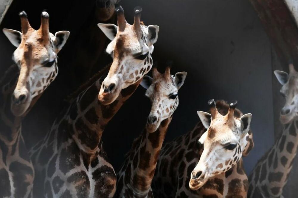 Različite vrste životinja razumiju brojeve, Foto: Getty Images