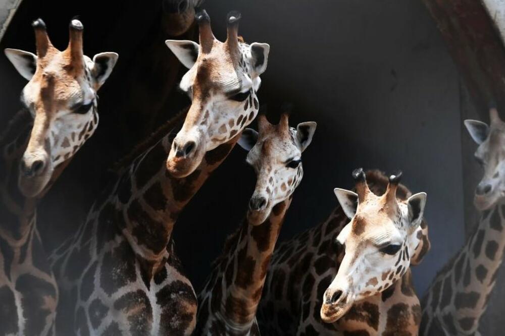 Različite vrste životinja razumiju brojeve, Foto: Getty Images