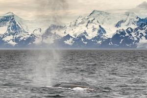 Životinje i lov: Plavi kitovi se vraćaju u vode u kojima su ih...