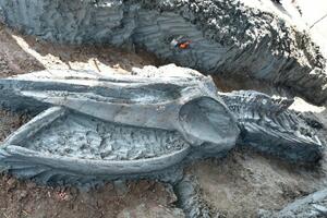 Arheologija i Tajland: Skelet rijetke i drevne vrste kita otkriven...