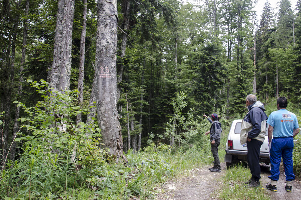 Put prema vrhovima Zeletina vodi pored odjeljenja doznačenih za sječu, Foto: Damira Kalač