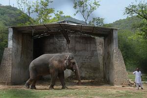 Životinje i priroda: Kavan, najusamljeniji slon na svijetu,...