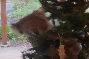 Znatiželjna koala ušla u kuću i smjestila se na božićnu jelku