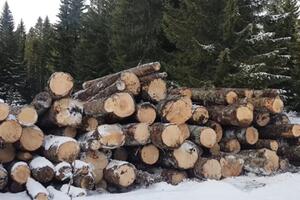 Bahati koncesionari i njihovi zaštitnici da stanu sa sječom