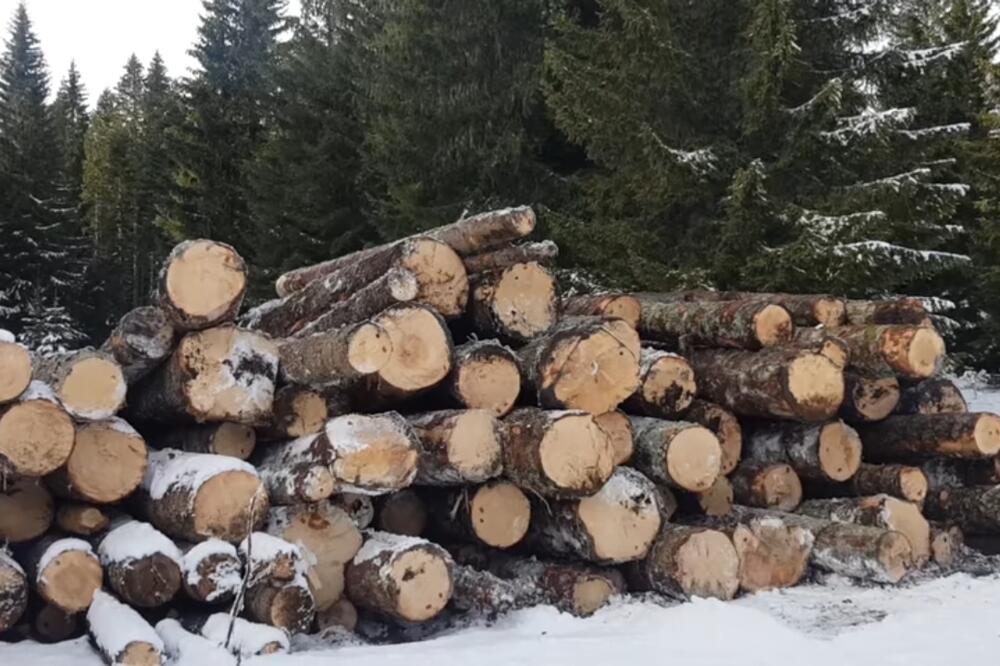 Posječena šuma kod Malog Štuoca, Foto: Privatna arhiva