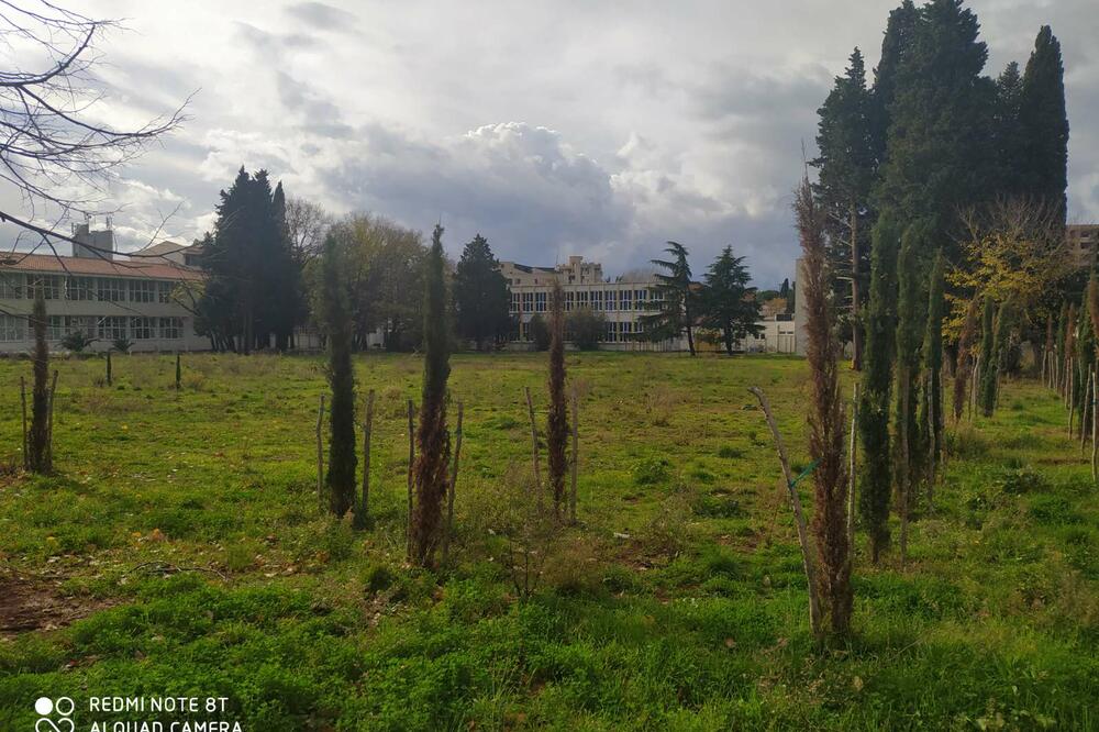 Novi čempresi na prostoru nekadašnjeg dvorišta, Foto: Demokrate Bar