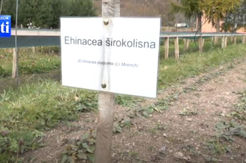Ekserimentalna parcele u rasadniku Uprave za šume u Kolašinu, Foto: Screenshot/TV Vijesti