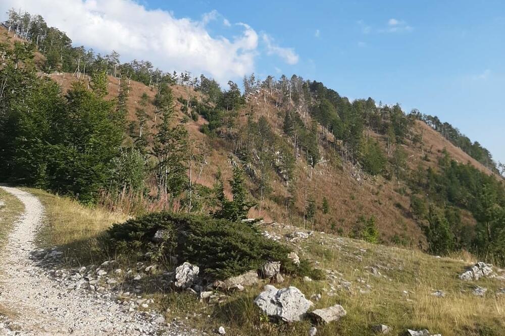 Poslije sječe ostale goleti: Kučka korita, Foto: Privatna arhiva