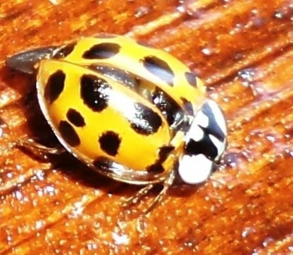 U Crnoj Gori 1,2 odsto svjetske flore