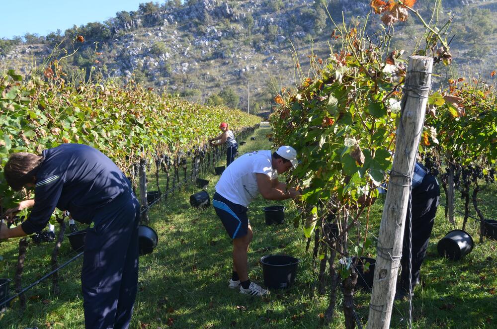 Tokom berbe i komšije priskaču u pomoć