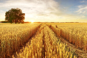 Luka Bar: Pšenica u adekvatnom stanju