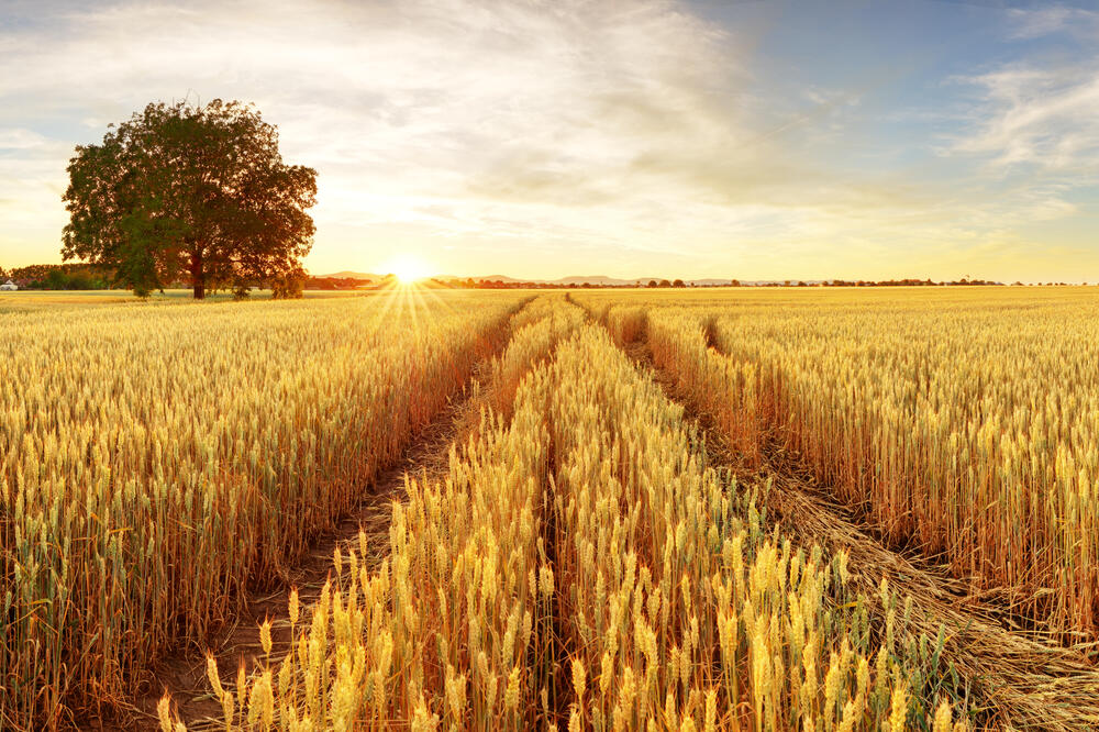 Pšenica iz Francuske stigla početkom maja (ilustracija), Foto: Shutterstock